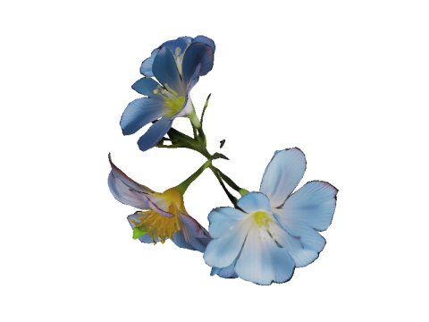 Morning Glory Bloom 3Dモデル