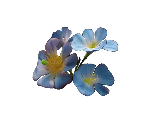 Morning Glory Bloom 3D Model