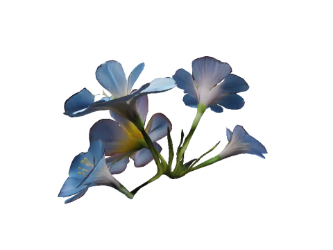 Morning Glory Bloom 3D Model