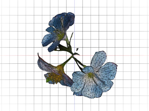Morning Glory Bloom 3D Model