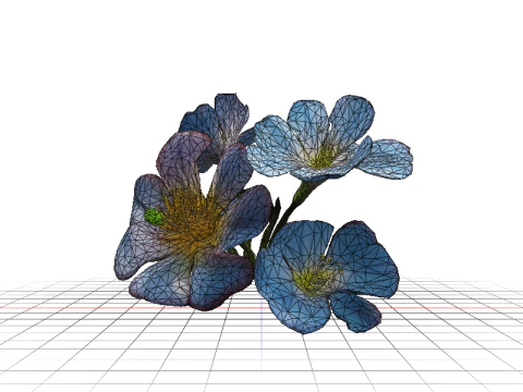 Morning Glory Bloom 3D Model