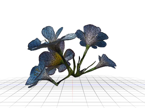 Morning Glory Bloom 3D Model