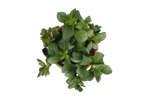 Succulent plant in pot 3D Model
