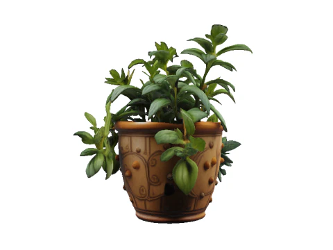Succulent plant in pot 3D Model