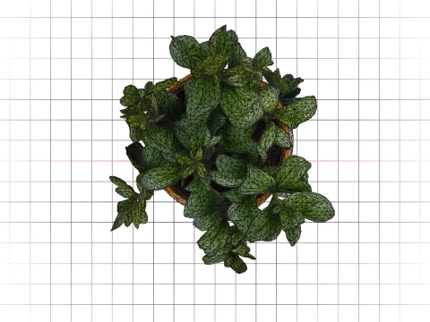 Succulent plant in pot 3D Model