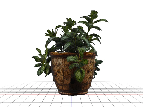 Succulent plant in pot 3D Model