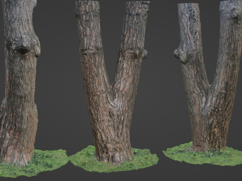 Tree scan 3D 模型