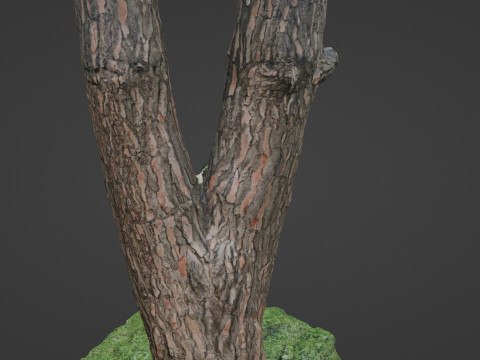 Tree scan Modelo 3D