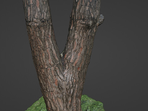 Tree scan Modelo 3D