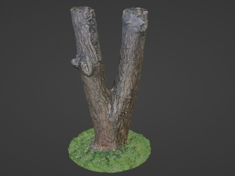 Tree scan Modelo 3D