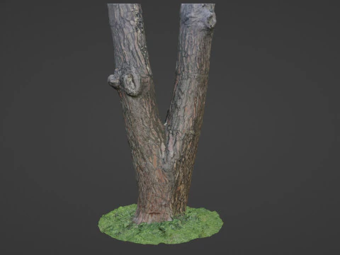 Tree scan 3D Model