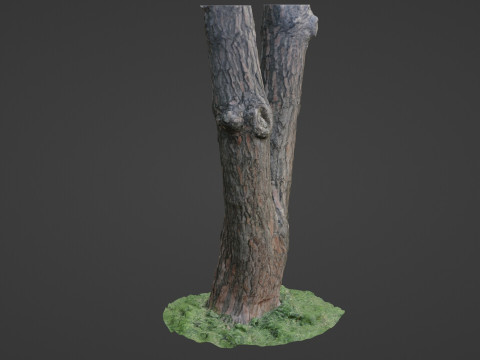 Tree scan Modelo 3D