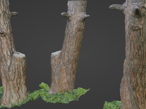 Scan tree Modèle 3D