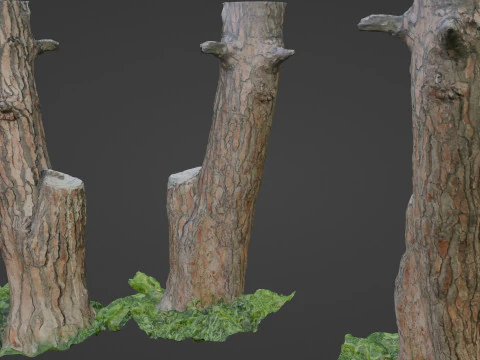 Scan tree 3D Model