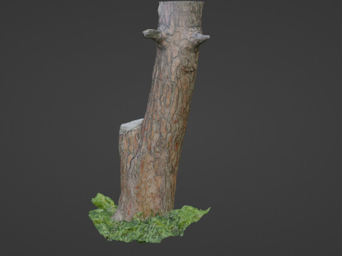 Scan tree 3D Model