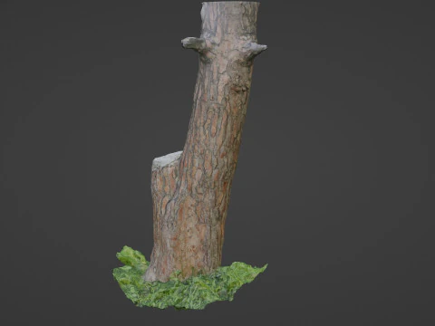 Scan tree 3D Model