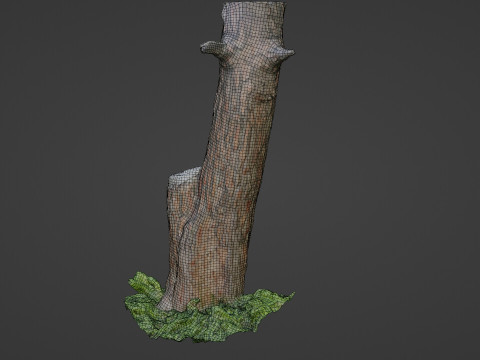 Scan tree 3D Model