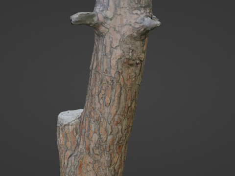Scan tree 3D Model