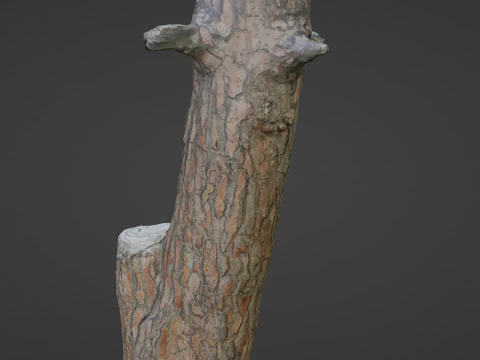 Scan tree 3D Model