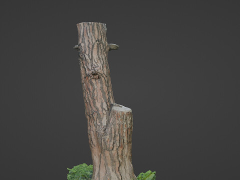 Scan tree 3D Model