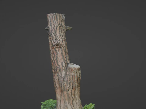 Scan tree 3D Model