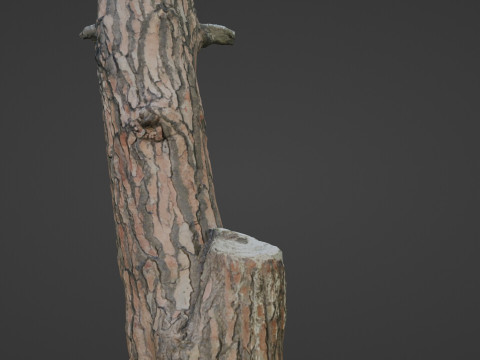 Scan tree 3D Model
