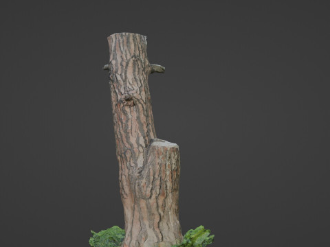 Scan tree 3D Model