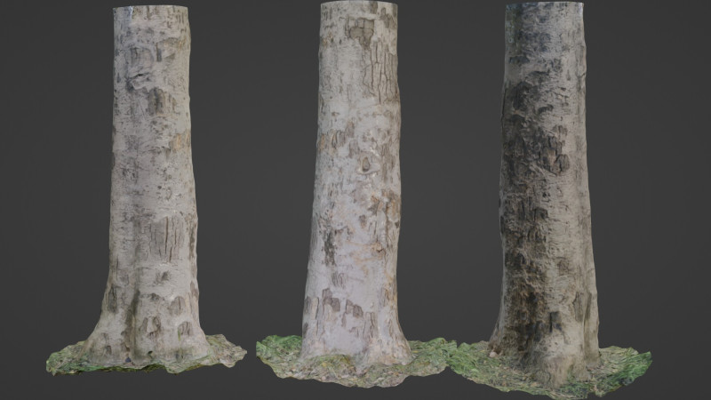 Scan tree Modelo 3D .c4d .max .obj .3ds .fbx .stl .blend