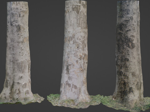 Scan tree Modelo 3D