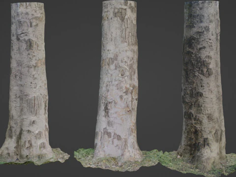 Scansiona l'albero Modello 3D