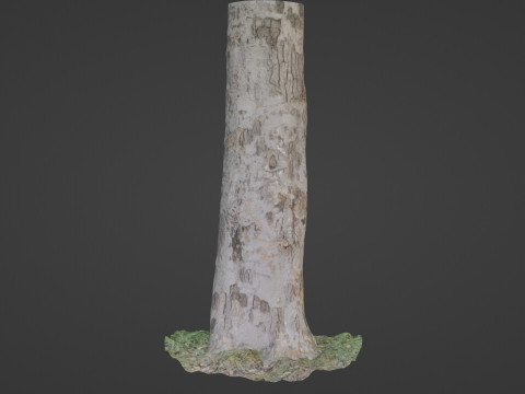 Scan tree Modelo 3D
