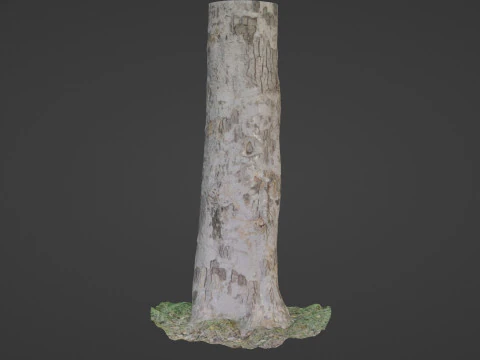 Scan tree 3D Model
