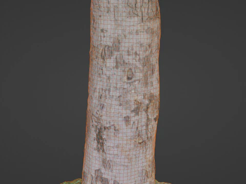 Scan tree 3D Model