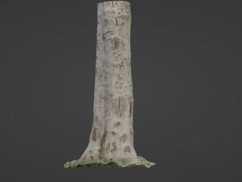 Scan tree 3D Model