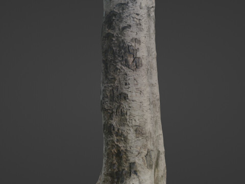 Scan tree Modelo 3D
