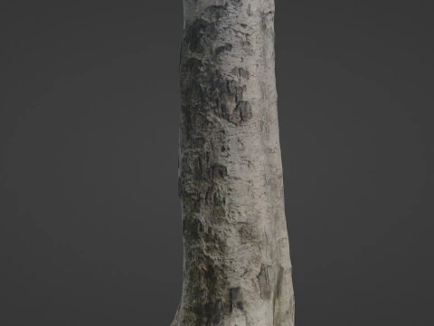 Scan tree 3D Model