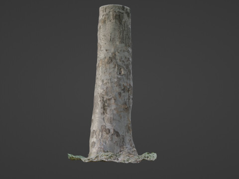 Scan tree Modelo 3D