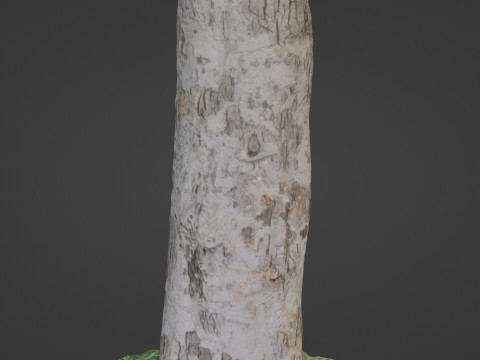 Scan tree Modelo 3D