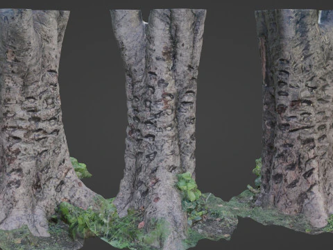 &Aacute;rvore digitalizada Modelo 3D