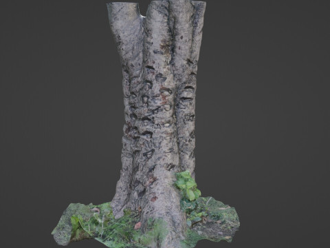 Tree scanned 3D Модель