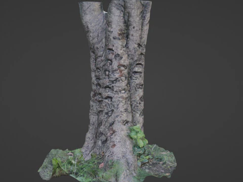 &Aacute;rvore digitalizada Modelo 3D