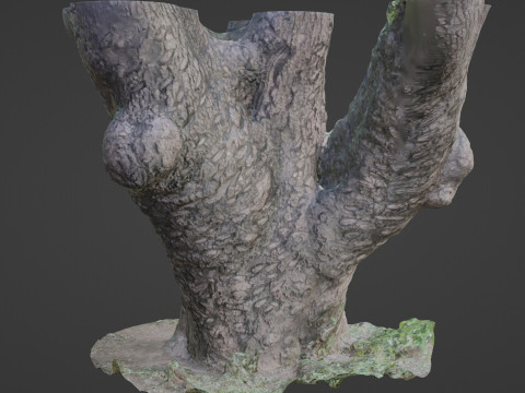 Stylized tree Scan Model 3D