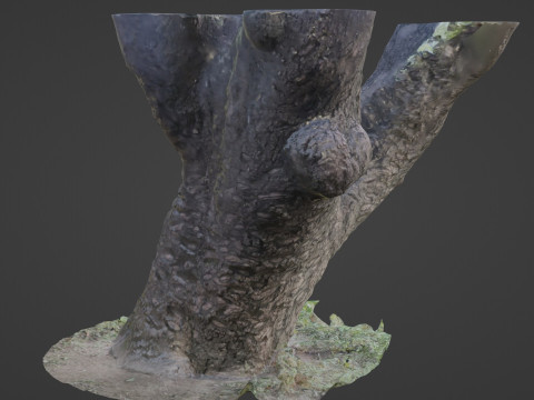 Stylized tree Scan Model 3D