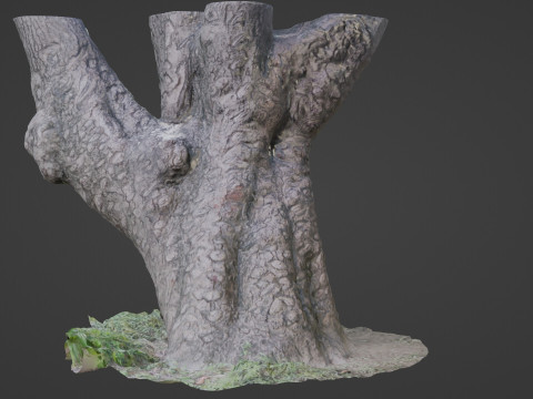 Stylized tree Scan Model 3D