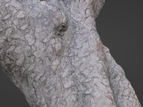 Stylized tree Scan Model 3D