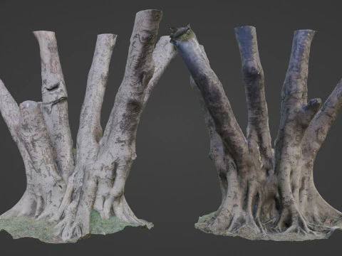 дерево 3D Модель