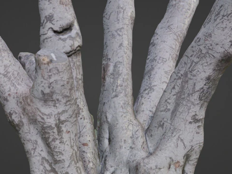 Tree 3D Model