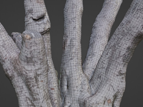 Tree 3D मॉडल