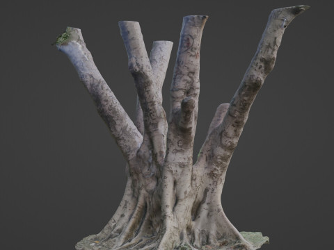 Tree 3D मॉडल