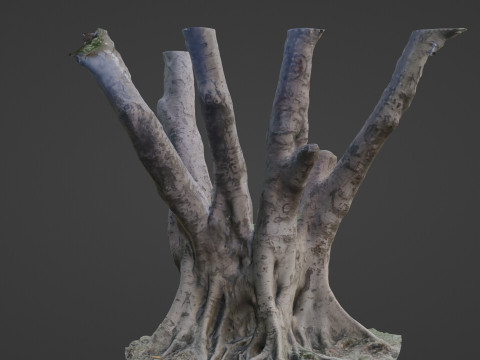 Tree 3D मॉडल